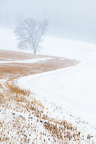 Misty Winter Tree Road Gold Print