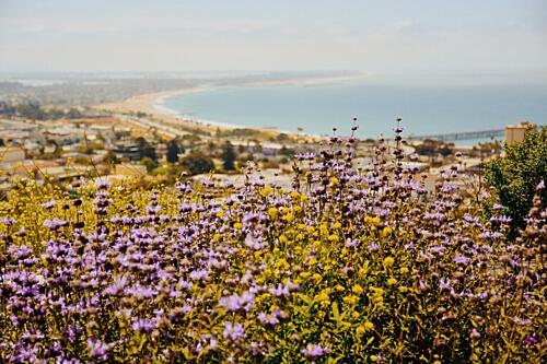 Vibrant Wildflowers Coastal View Art Print