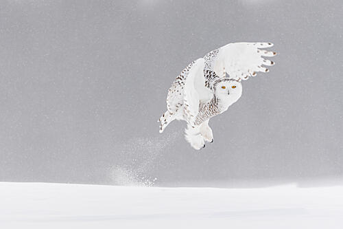 Snowy Owl Takeoff Art Print