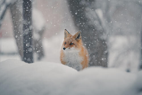 Red Fox Winter Snowfall Art Print by Shinichi Fukuda
