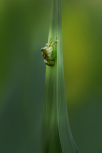 Frog on Green Grass Art Print