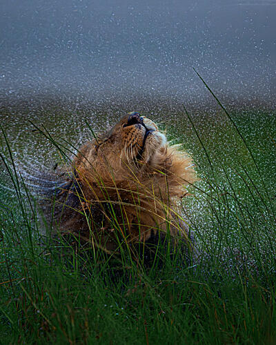 Wild Lion Shakes Water Gold Print