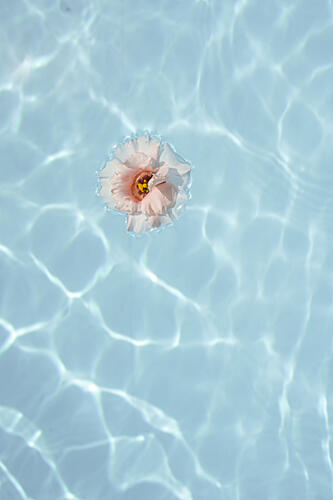 Serene Water Bloom Art Print