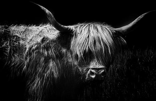 Highland Cow Portrait Art Print