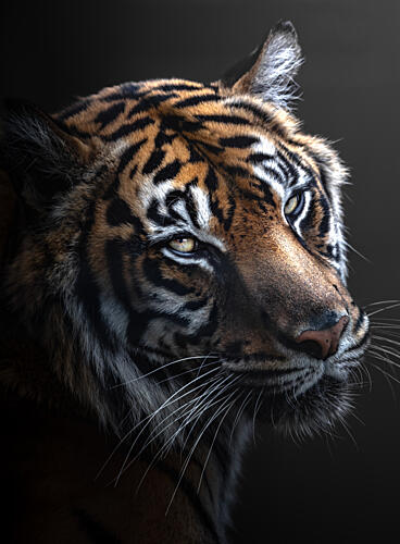 Majestic Tiger Profile Art Print by Wooorry