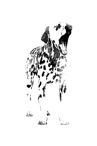 Yawning Dalmatian Dog Art Print