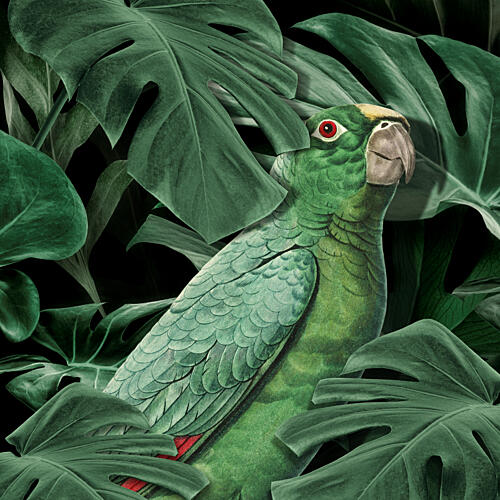 Green Parrot Gaze Art Print
