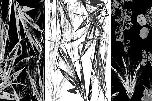Monochrome Botanical Study Art Print by Cartissi
