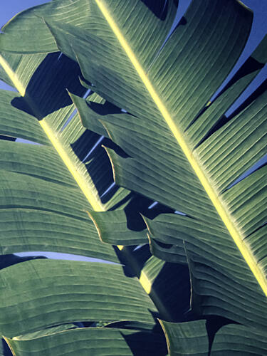 Sunny Tropical Leaves Art Print
