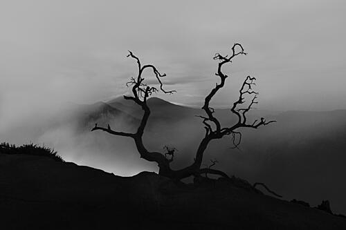 Lonely Tree Misty Mountains Art Print by Bunyamin Wari