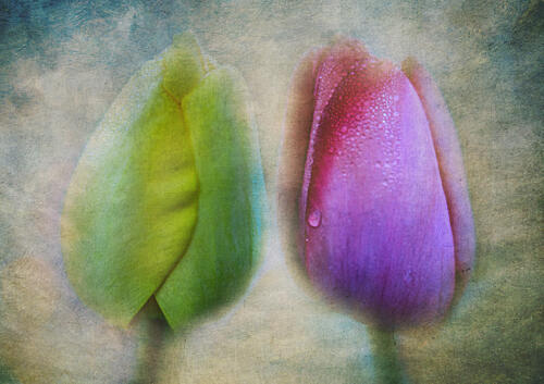 Dewy Tulip Buds Art Print by Sailendra Nath Samaddar