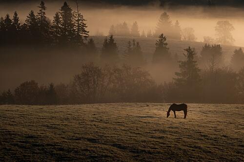 Horse in Golden Mist Gold Print