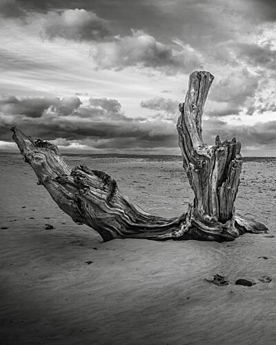 Moody Beach Driftwood Art Print