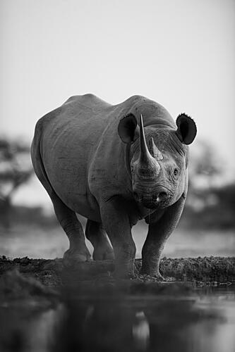 Majestic Black Rhino Art Print by Johan Enslin