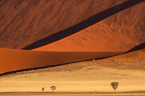 Golden Dunes and Desert Shadows Gold Print