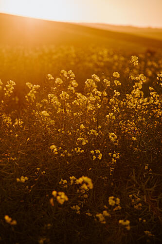Golden Flower Field Art Print by Megan Shone