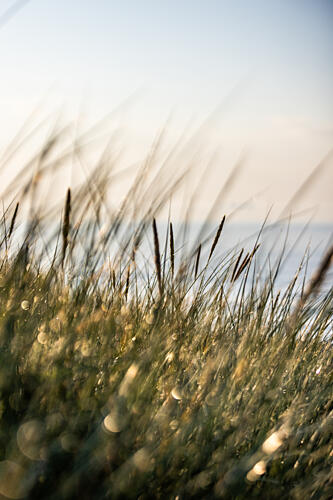 Field of Light Gold Print
