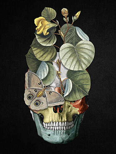 Botanical Skull and Moth Art Print