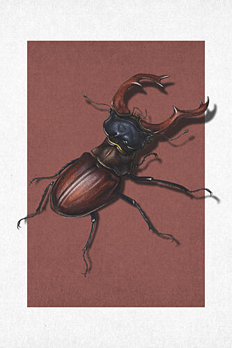 Majestic Stag Car Art Print