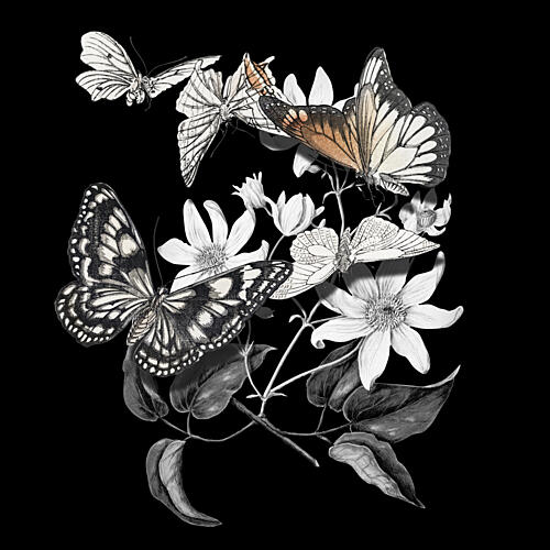 Elegant Botanical Butterflies Art Print