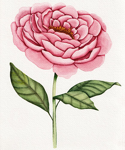 Watercolor Pink Peony Art Print by Salome