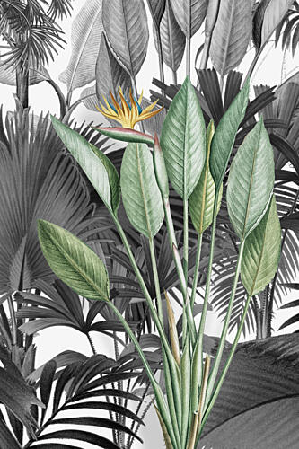 Bird of Paradise Pop Pop art reproduction