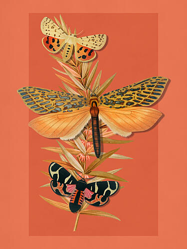 Botanical Moth Trio Art Print