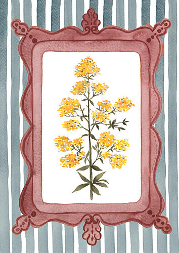 Botanical Ladys Bedstraw Illustration - Slate Blue Stripe Art Print