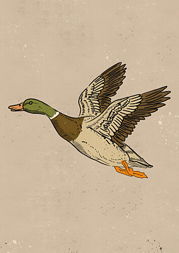 Flying Mallard Duck Art Print