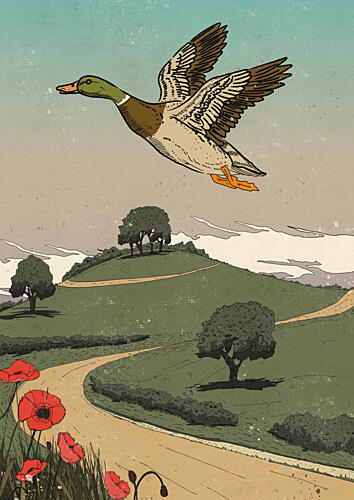 Mallard over Rolling Hills Art Print