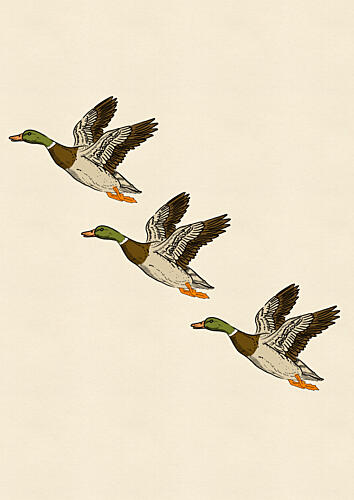 Mallards in Flight Art Print