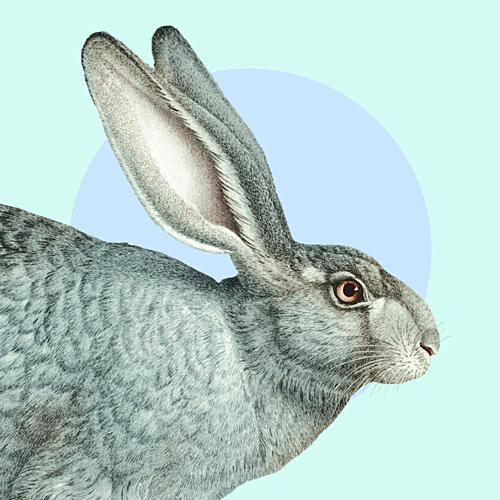 Grey Rabbit Profile Art Print