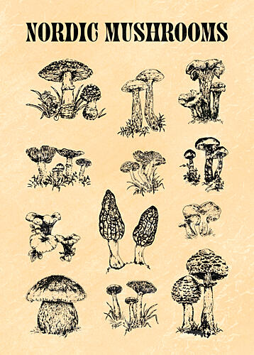 Nordic Mushroom Sketch Art Print