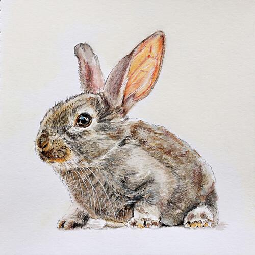 Cute Baby Bunny Art Print