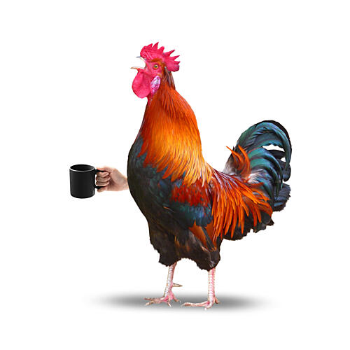 Roosters Morning Coffee Art Print