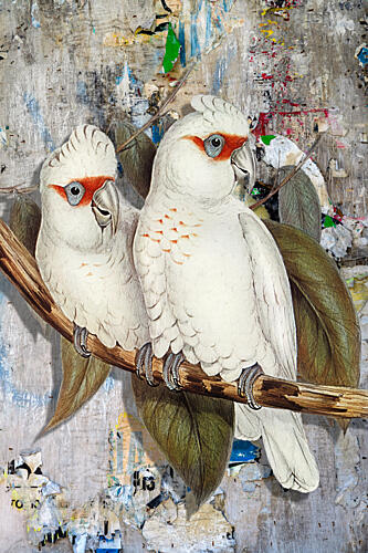 White Cockatoos Street Art Art Print