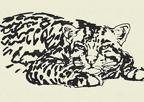 Resting Leopard Gaze Art Print