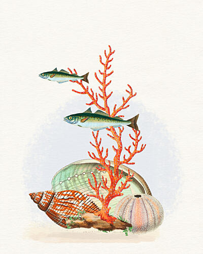 Marine Life Collection Art Print