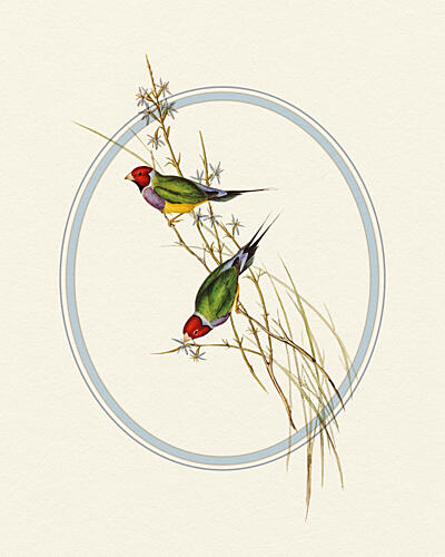 Gouldian Finches Perched Art Print