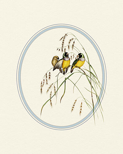 Gouldian Finches Illustration Art Print