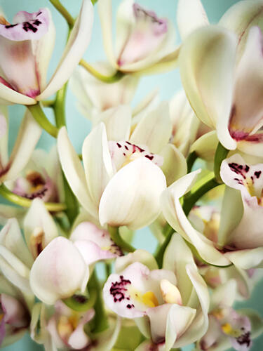 Elegant Orchid Blooms Art Print
