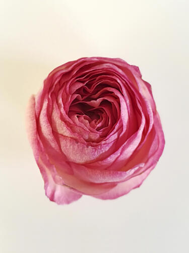 Pink Rose Bloom Art Print
