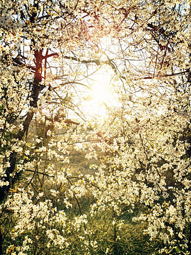 Radiant Spring Blossoms Gold Print