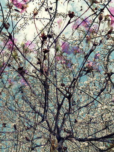Pink White Spring Blossoms Art Print
