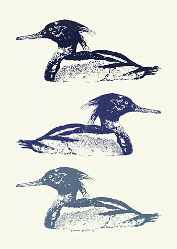 Stacked Blue Mergansers Art Print