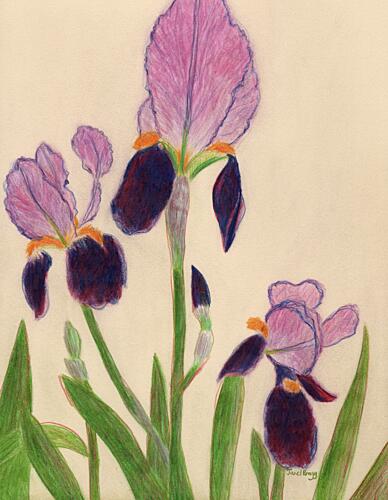 Vibrant Purple Irises Art Print