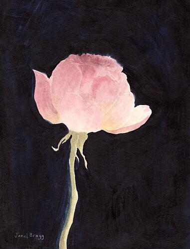 Soft Pink Rose Art Print