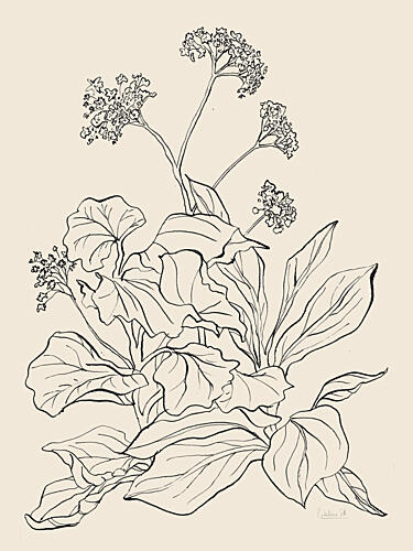 Elegant Botanical Drawing Art Print