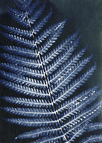 Delicate Blue Fern Art Print by Chickweeds Studio