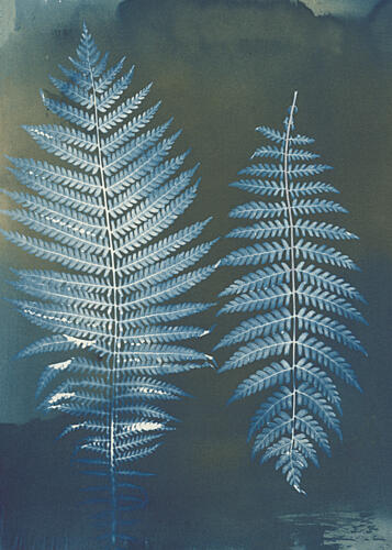 Deep Blue Ferns Art Print by Chickweeds Studio